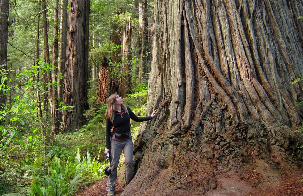 Best state parks in California: Prairie Creek Redwoods State Park
