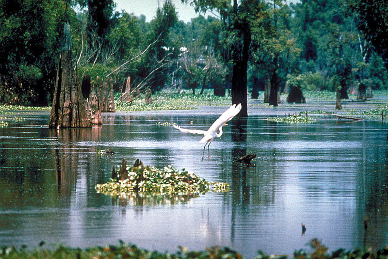 A bird dives for fish in the Atchafalaya Basin