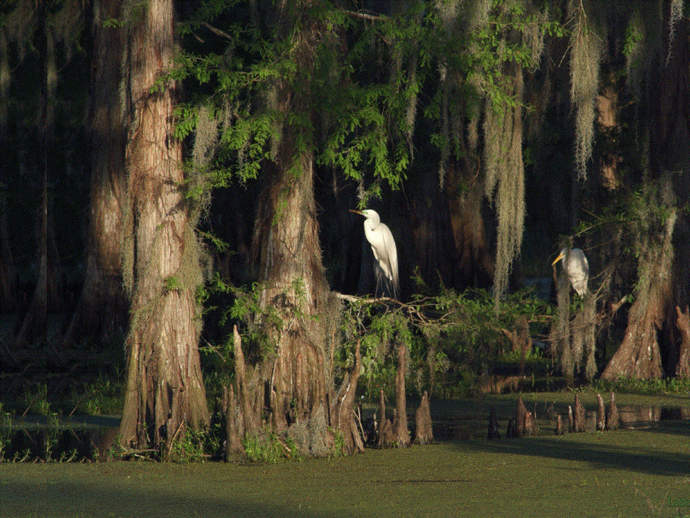An egret roosts in a quiet part of the Atchafalaya Swamp