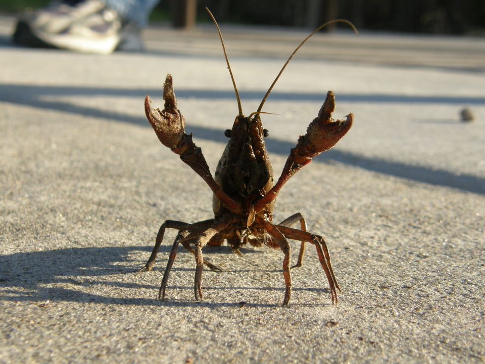 A Feisty Crawfish Encountered on the Creole Trail