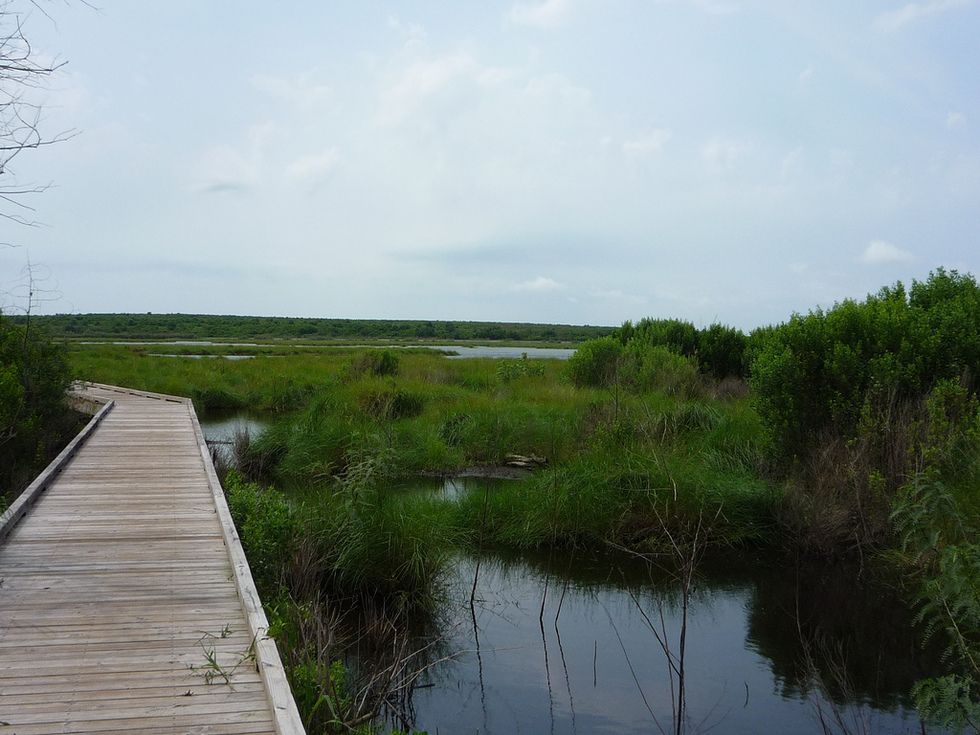 Visitors use this boardwalk to tour the Bayou without damaging this fragile eco-system.