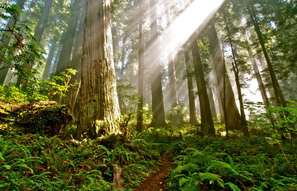 Walk Redwoods National Park’s two iconic groves