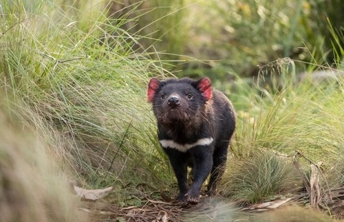 After 3,000 Years, Wild Tasmanian Devils Return to Mainland Australia | Frommer's