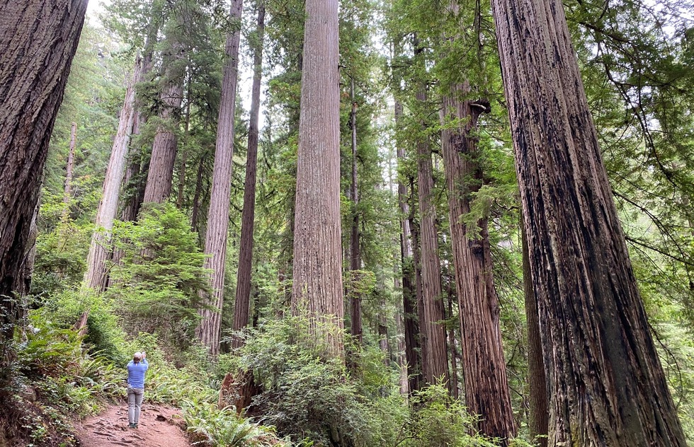 Redwood National and State Parks | Frommer's