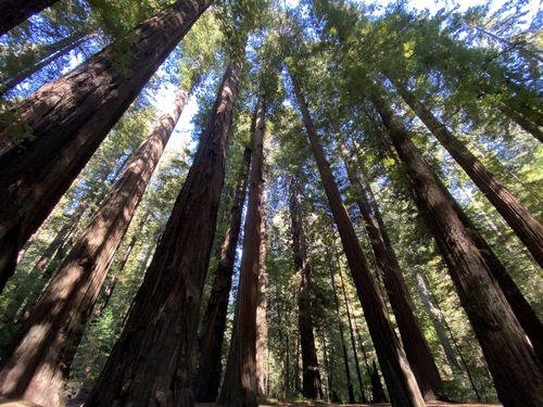 Redwood Trees at Redwoods National Park