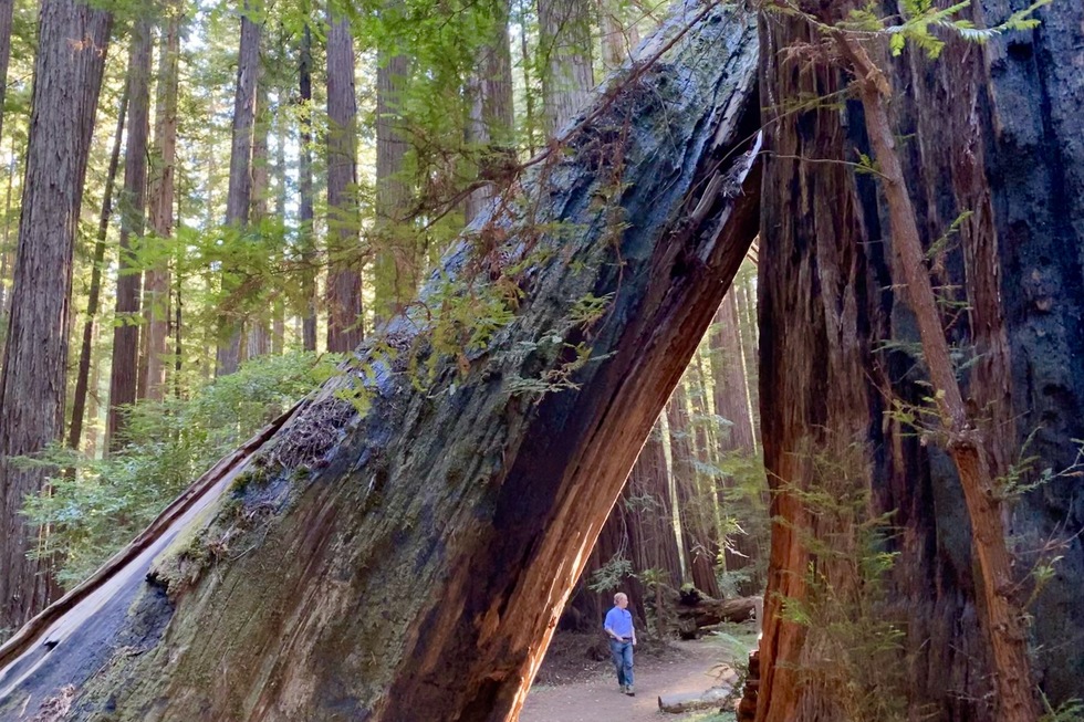 Hiking in Redwood National and State Parks | Frommer's